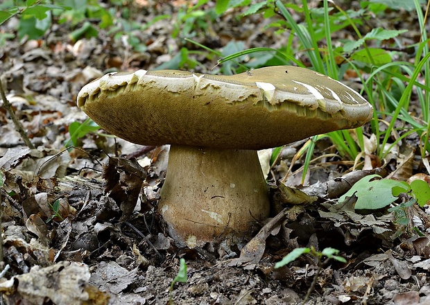 hríb bronzový Boletus aereus Bull. ex Fr.