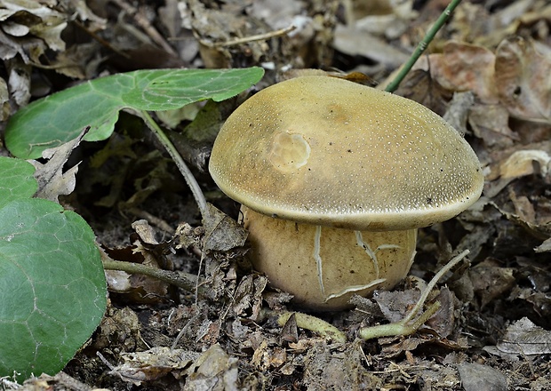 hríb bronzový Boletus aereus Bull. ex Fr.