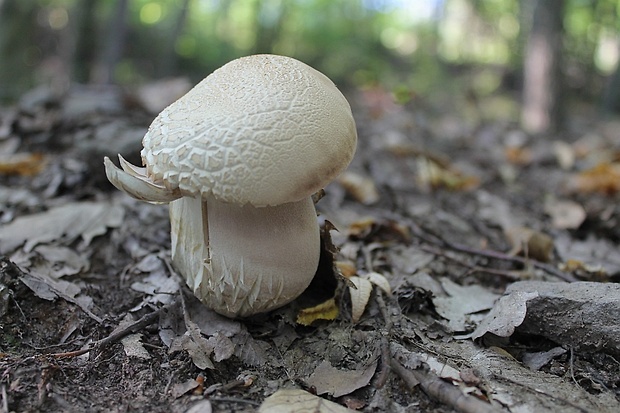 hríb dubový Boletus reticulatus Schaeff.