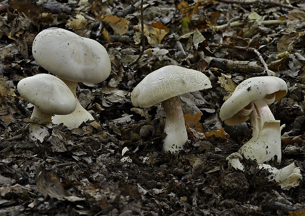 hodvábnica veľká Entoloma sinuatum (Bull.) P. Kumm.