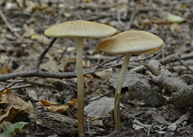 sliznačka koreňujúca Hymenopellis radicata (Relhan) R.H. Petersen