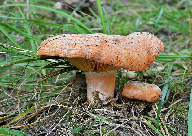 rýdzik pravý Lactarius deliciosus (L.) Gray