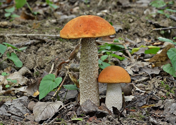 kozák osikový Leccinum albostipitatum den Bakker & Noordel.