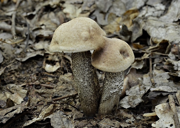 kozák topoľový Leccinum duriusculum (Schulzer ex Kalchbr.) Singer