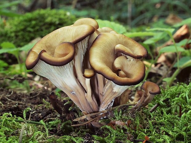 húževnatček ulitovitý Lentinellus cochleatus (Pers.) P. Karst.