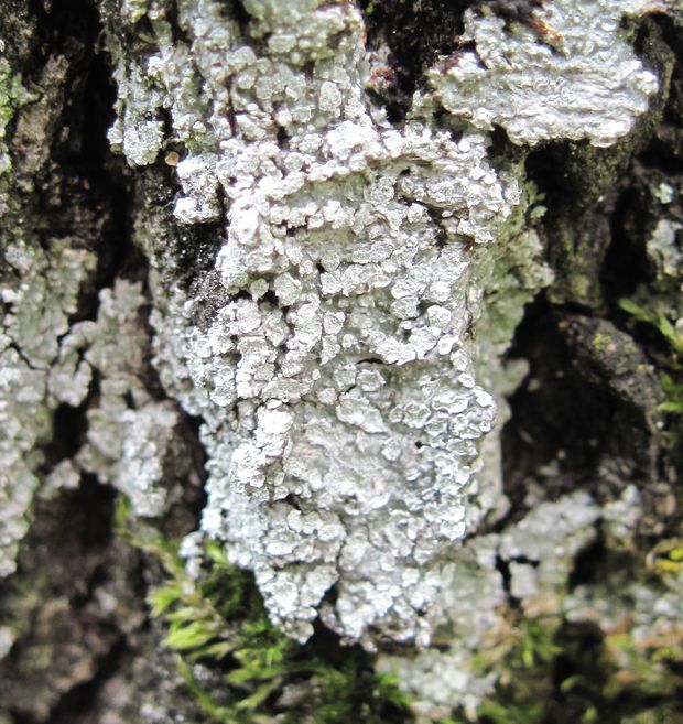 pertusária belavá Pertusaria albescens var. albescens (Huds.) M. Choisy & Werner