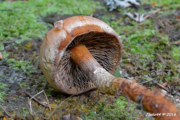 koreňovica Phaeocollybia sp.