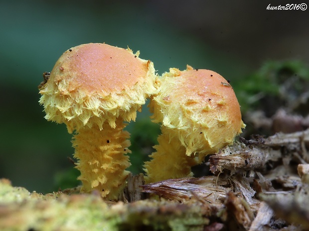 šupinovka ohnivá Pholiota flammans (Batsch) P. Kumm.