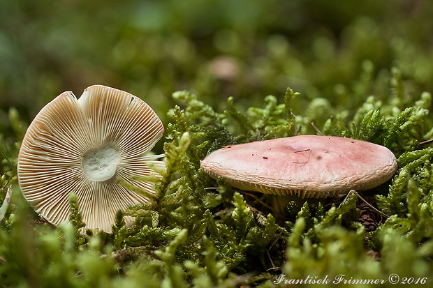 plávka Russula sp.