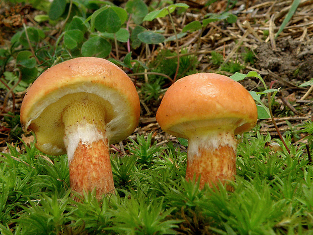 masliak smrekovcový Suillus grevillei (Klotzsch) Singer