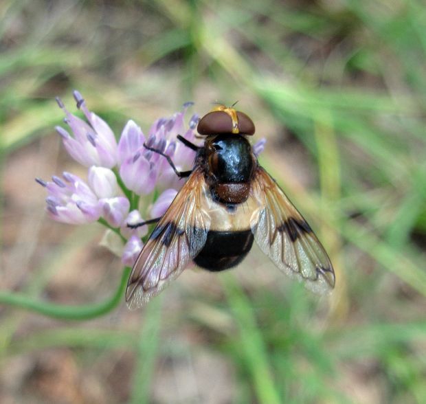 pestrica priesvitná Volucella pellucens L., 1758