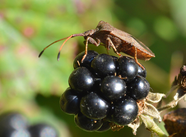 obrúbnica štiavová  Coreus marginatus