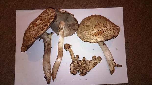 pečiarka trsovitá Agaricus bohusii Bon