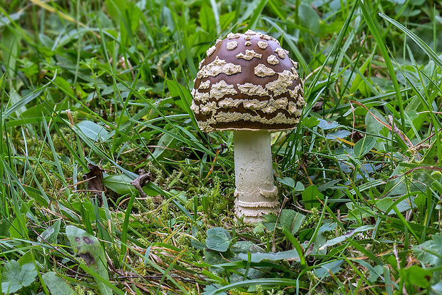 muchotrávka kráľovská Amanita regalis (Fr.) Michael