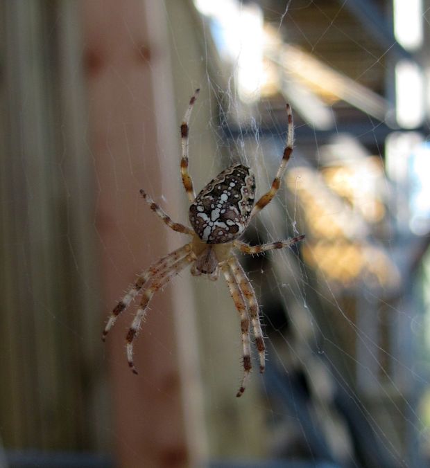 križiak obyčajný Araneus diadematus Clerck, 1758