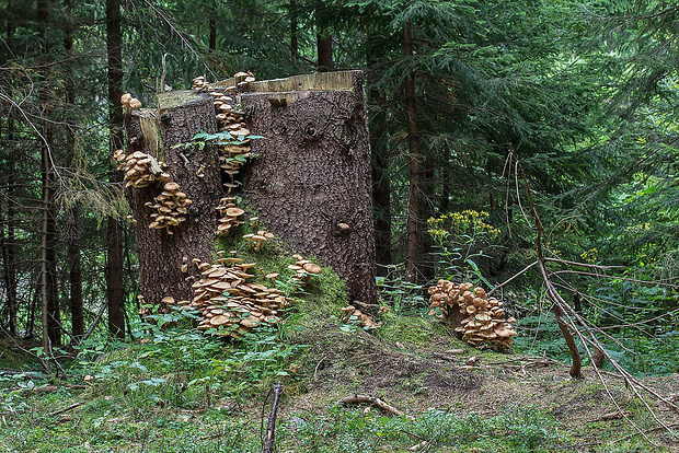 podpňovka smreková Armillaria cf. ostoyae (Romagn.) Herink