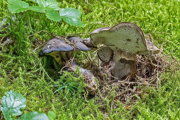 hrboľnačka černastá Boletopsis leucomelaena (Pers.) Fayod