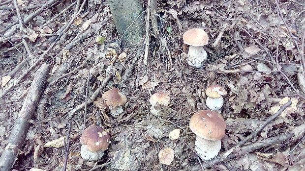 hríb dubový Boletus reticulatus Schaeff.