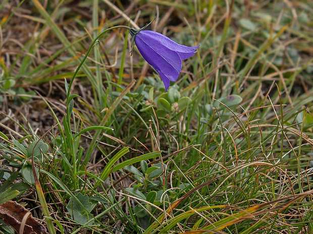 zvonček maličký Campanula cf. cochleariifolia Lam.