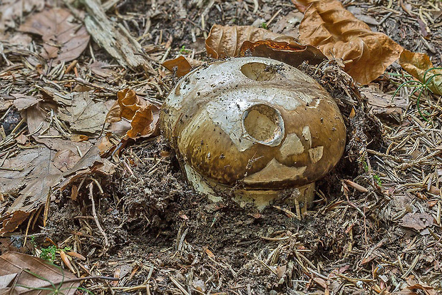 náramkovka cisárska Catathelasma imperiale (P. Karst.) Singer