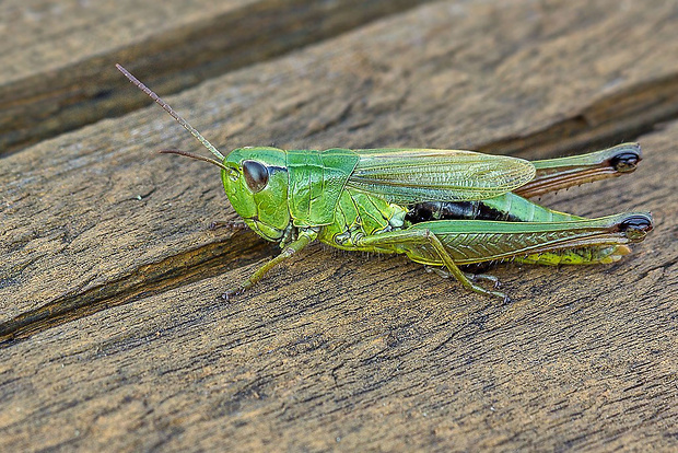 koník lúčny - samica Chorthippus montanus