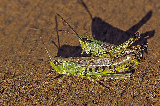 koník lúčny  Chorthippus montanus