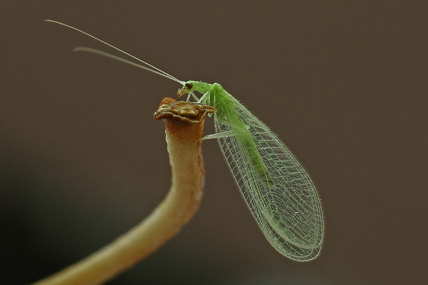 zlatoočka obyčajná  Chrysoperla carnea