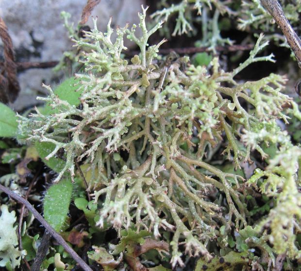 dutohlávka vidlicovitá Cladonia furcata subsp. furcata (Huds.) Schrad.