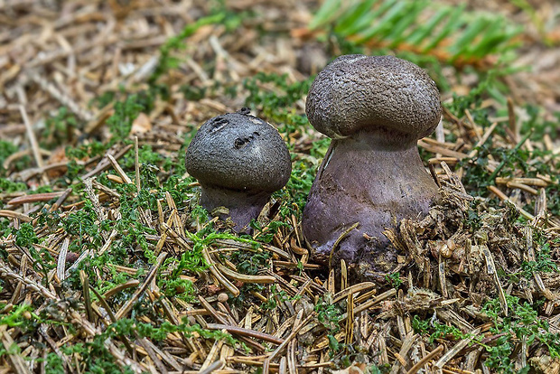 pavučinovec hercýnsky Cortinarius hercynicus (Pers.) M.M. Moser