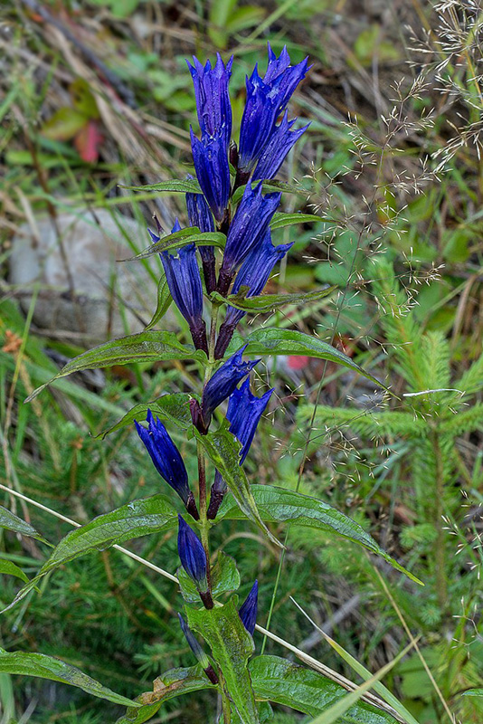 horec luskáčovitý Gentiana asclepiadea L.