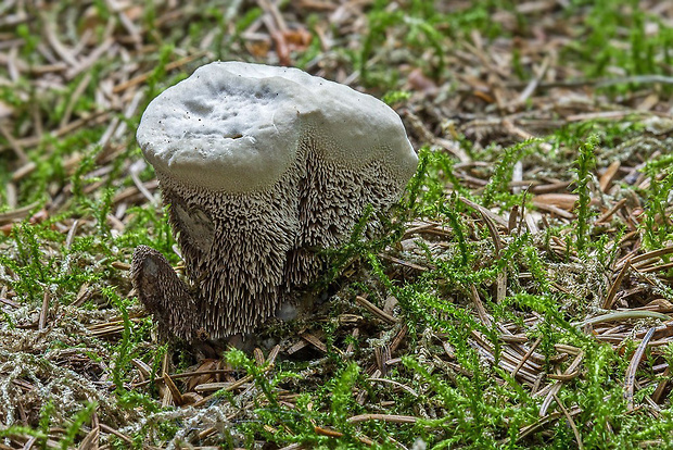 jelenkovka voňavá Hydnellum suaveolens (Scop.) P. Karst.