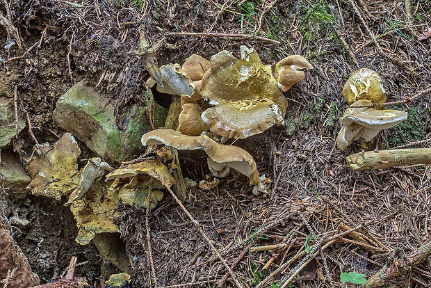 krásnopórovec zelenohnedý Laeticutis cristata (Schaeff.) Audet