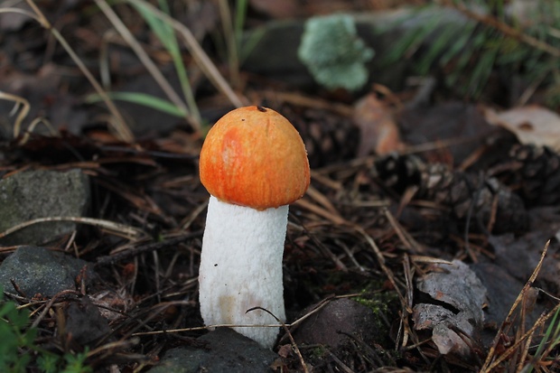 kozák osikový Leccinum albostipitatum den Bakker & Noordel.