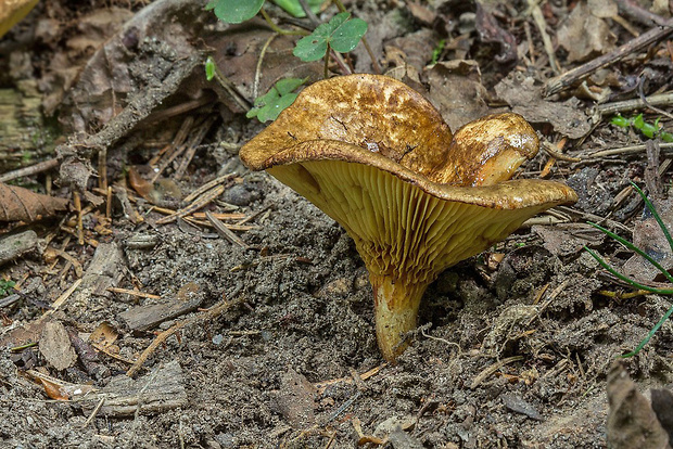 čechračka jelšová Paxillus rubicundulus P.D. Orton