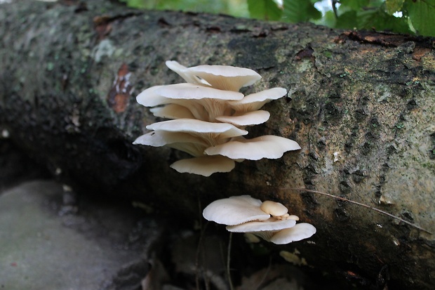 hliva buková Pleurotus pulmonarius (Fr.) Quél.