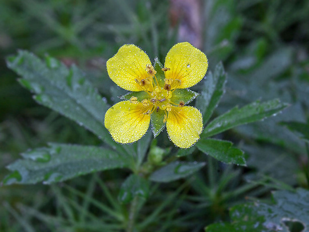 nátržník vzpriamený Potentilla erecta (L.) Raeusch.