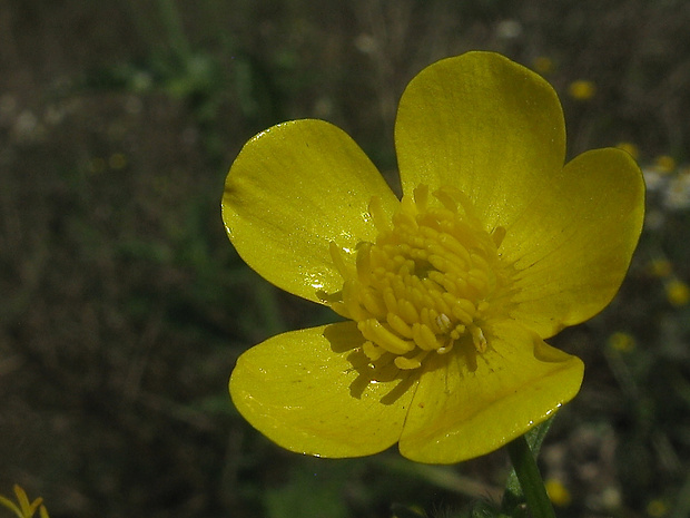 iskerník sardínsky Ranunculus sardous Crantz