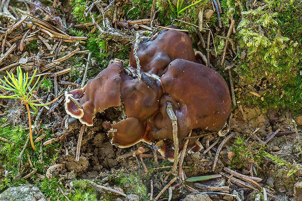 rizinka zvlnená Rhizina undulata Fr.