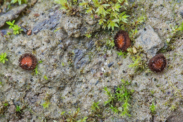 štítovnička? Scutellinia sp.