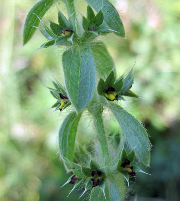 ránhoj horský Sideritis montana L.