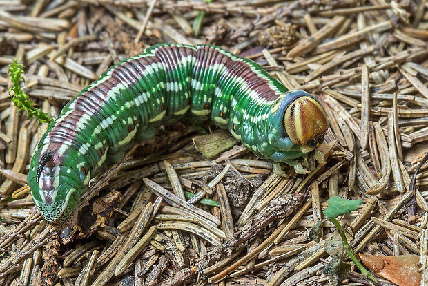 lišaj borovicový  Sphinx pinastri