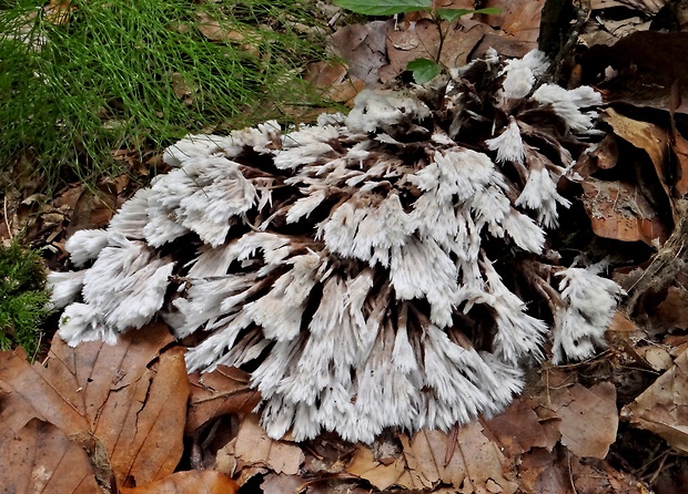 plesňovka belavohnedá Thelephora penicillata (Pers.) Fr.