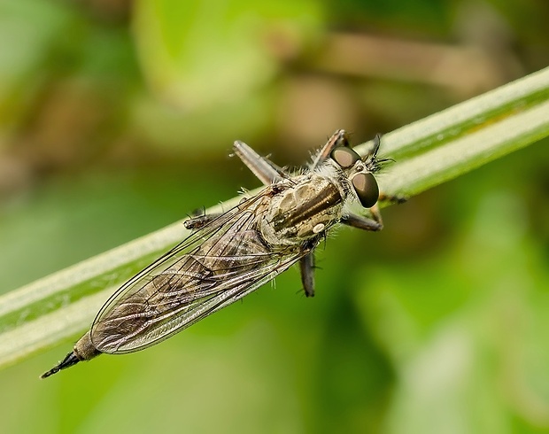 muchárka Tolmerus sp.