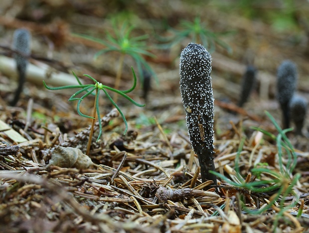 žezlovka srnková Tolypocladium ophioglossoides (J.F. Gmel.) Quandt, Kepler & Spatafora