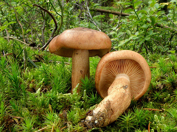 čírovka plavohnedá Tricholoma fulvum (Fr.) Bigeard & H. Guill.