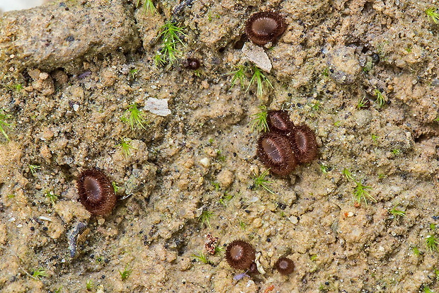 trichoféa Trichophaea sp.