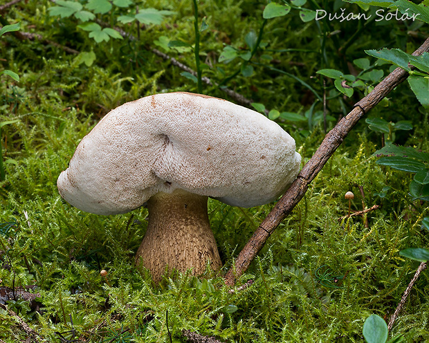 podhríb žlčový Tylopilus felleus (Bull.) P. Karst.