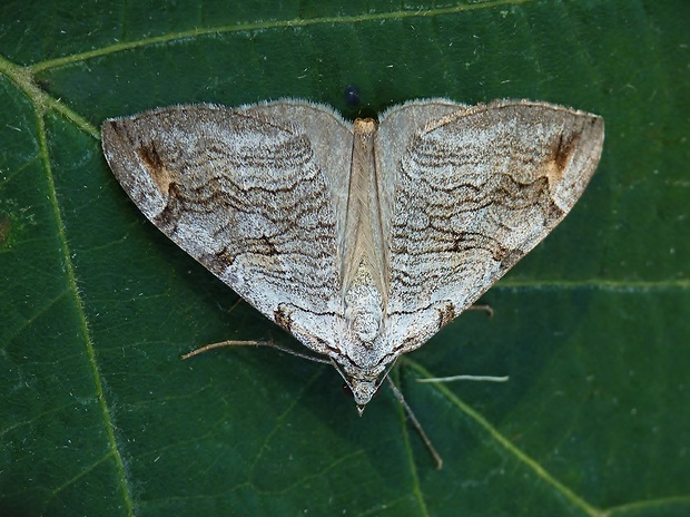 piadivka páskatá Aplocera efformata