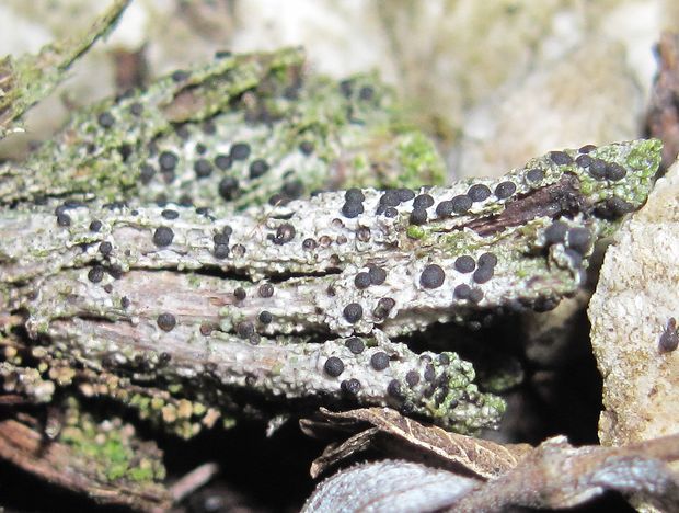 bacídia Bacidia cf. bagliettoana (A. Massal. & De Not.) Jatta