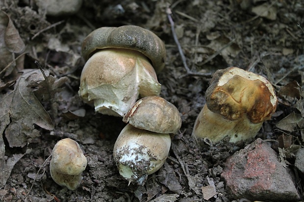 hríb bronzový Boletus aereus Bull. ex Fr.